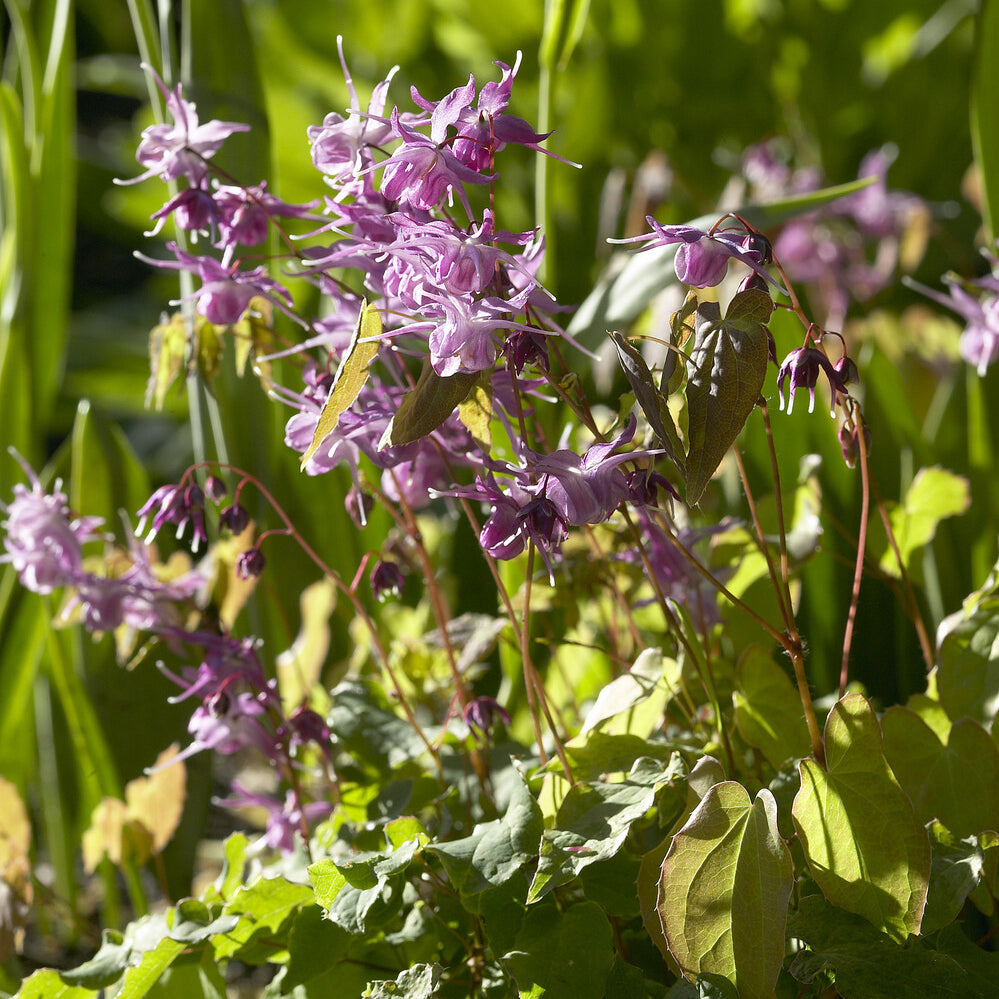 Epimedium grandiflorum Lilafee - Großblumige Elfenblumen Lilafee - Epimedium