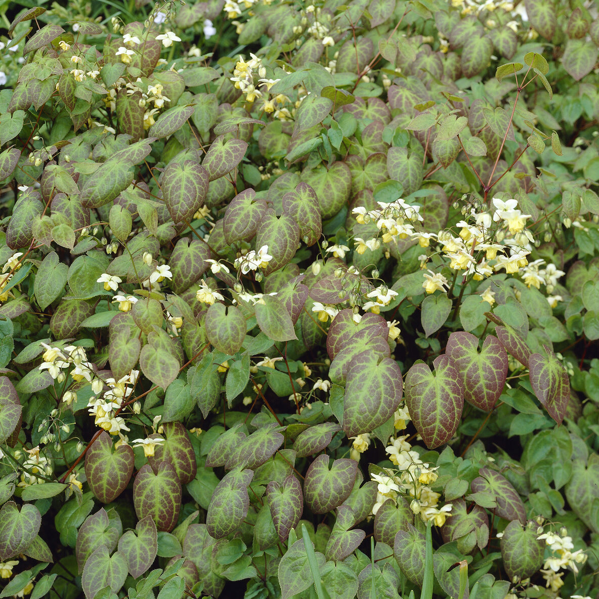 Elfenblume Sulphureum