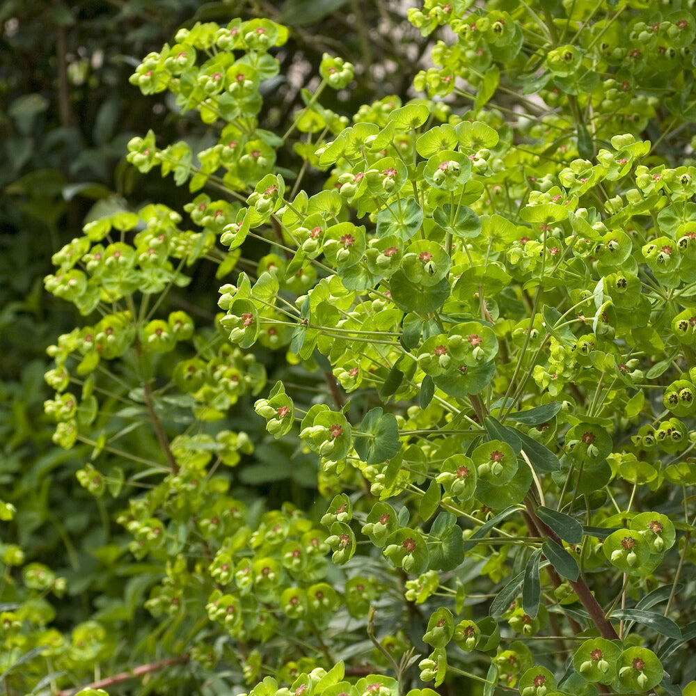 Euphorbia martinii - Martins Euphorbia - Wolfsmilch