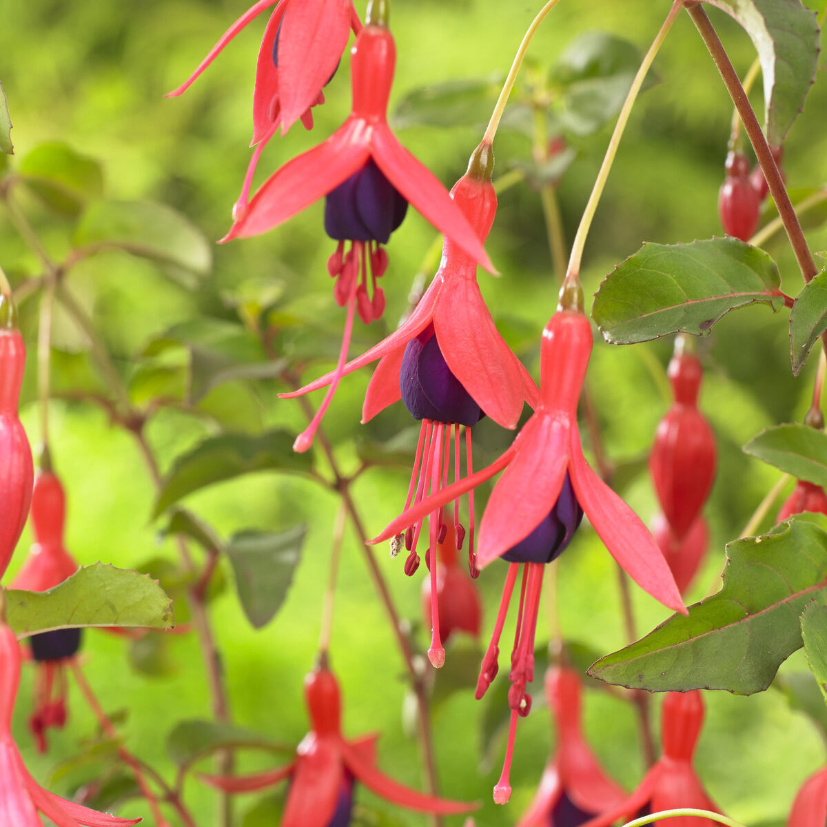 Fuchsia Mrs Popple - Fuchsia Mrs. Popple - Fuchsien