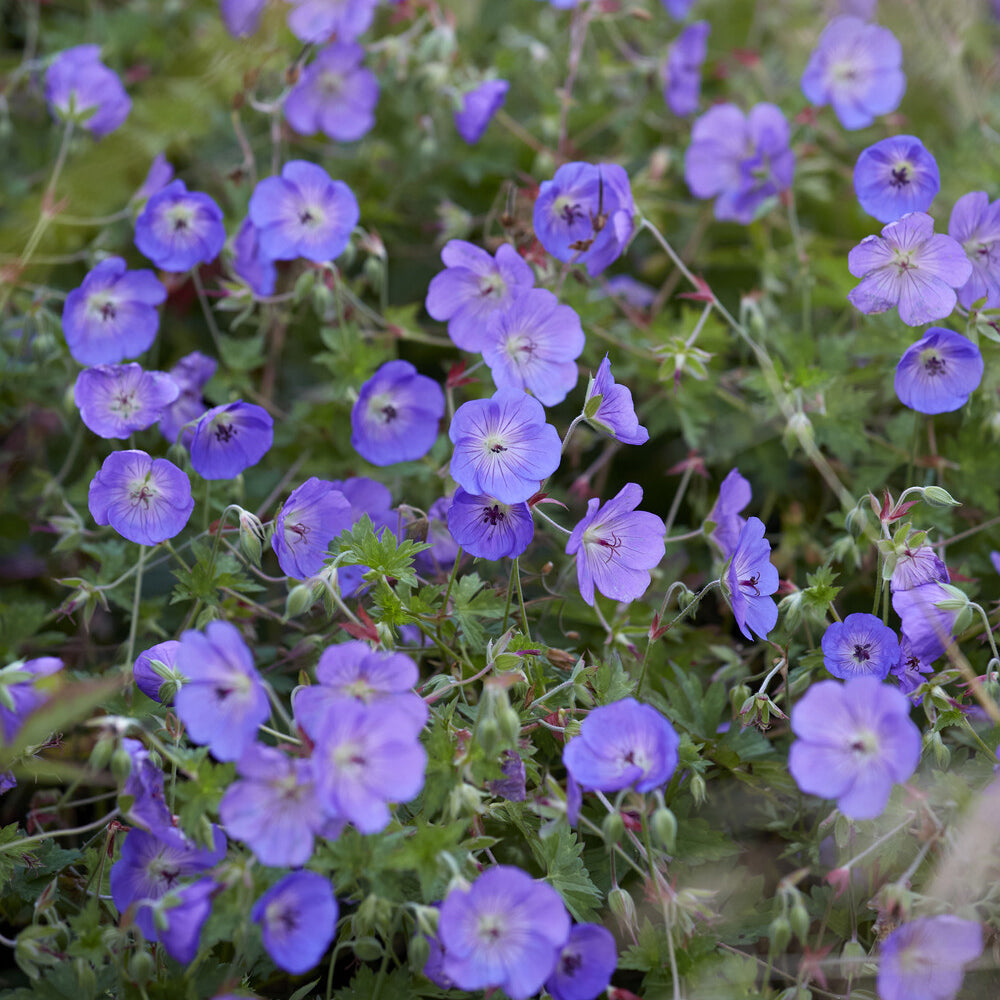 Storchschnabel ‘Orion’ - Willemse