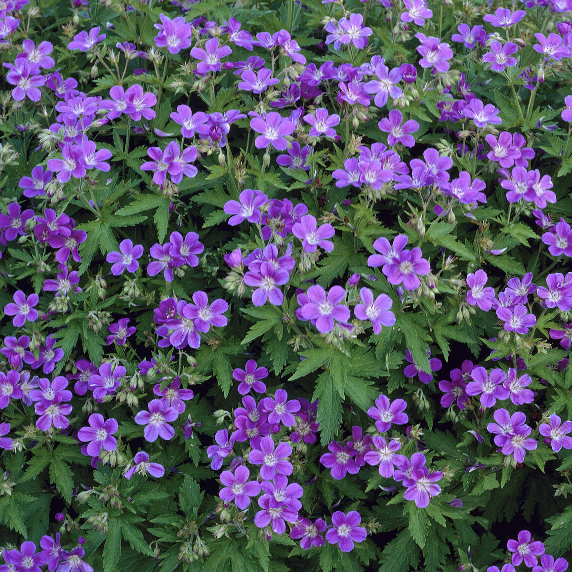 Wald-Storchschnabel ‘Mayflower’ - Willemse
