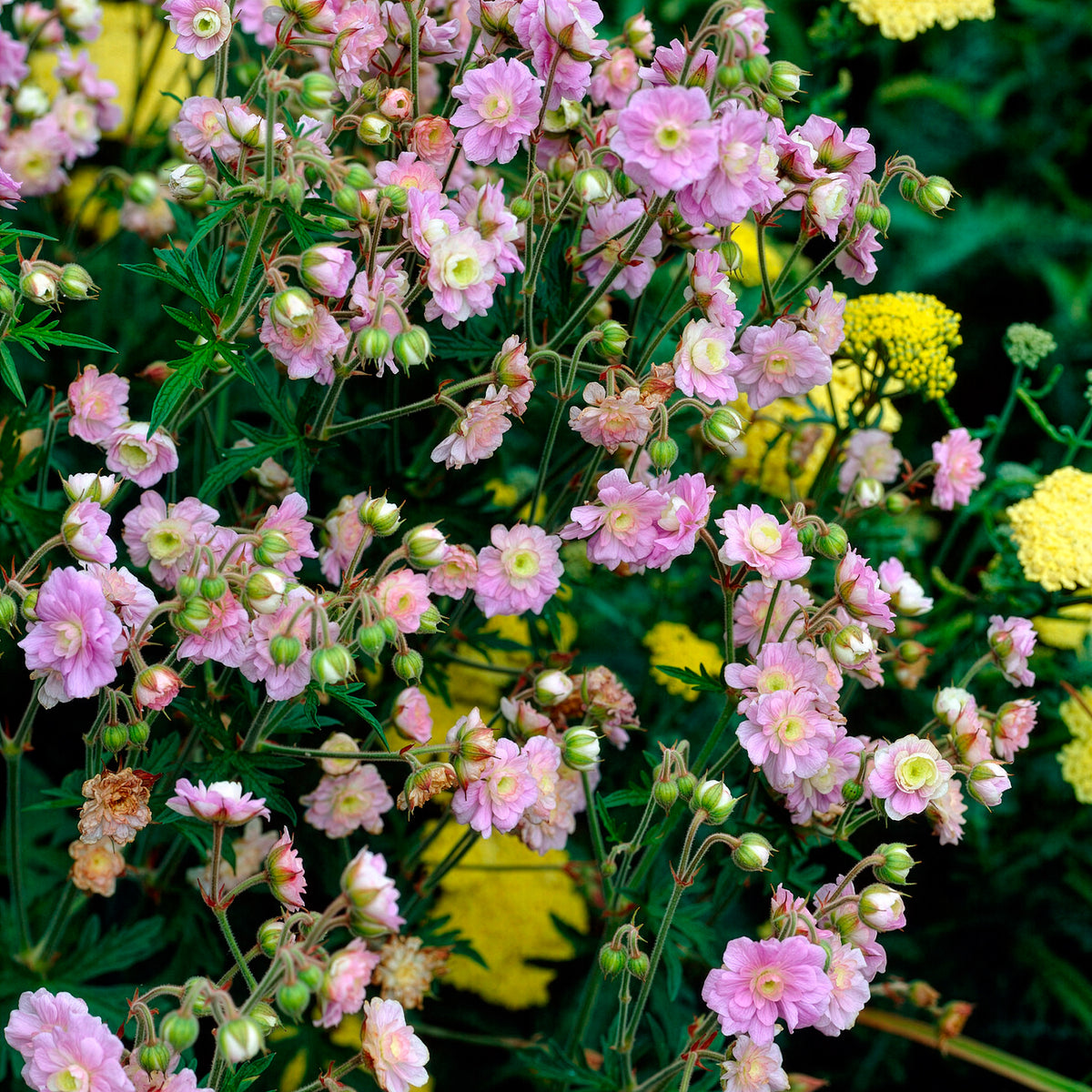 Storchschnabel Summer Skies - Geranium pratense Summer Skies - Willemse