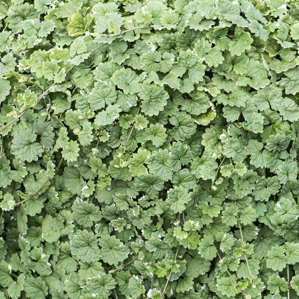 Stauden - Gundermann 'Variegata' - Glechoma hederacea Variegata