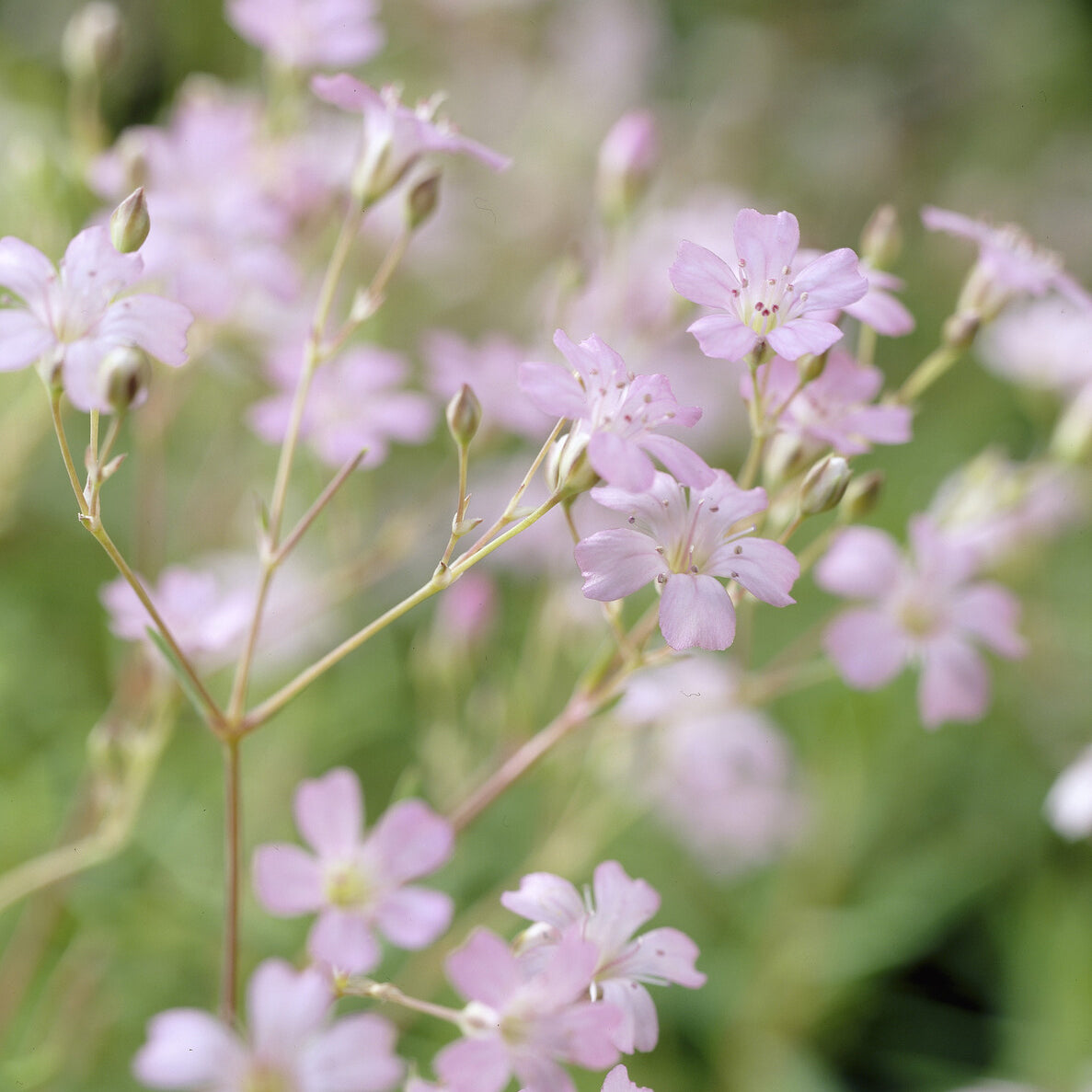 Gypsophila repens Rosea - Kriechendes Schleierkraut 'Rosea' - Gypsophila