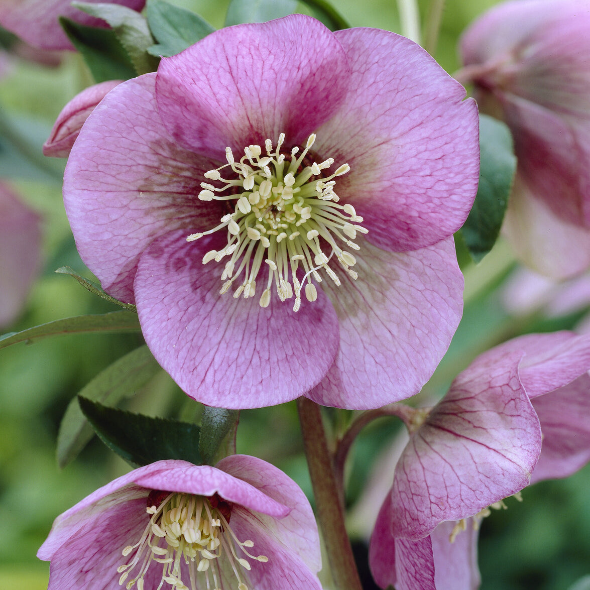 Helleborus orientalis Pink Lady - Orientalische Nieswurz Pink Lady - Stauden
