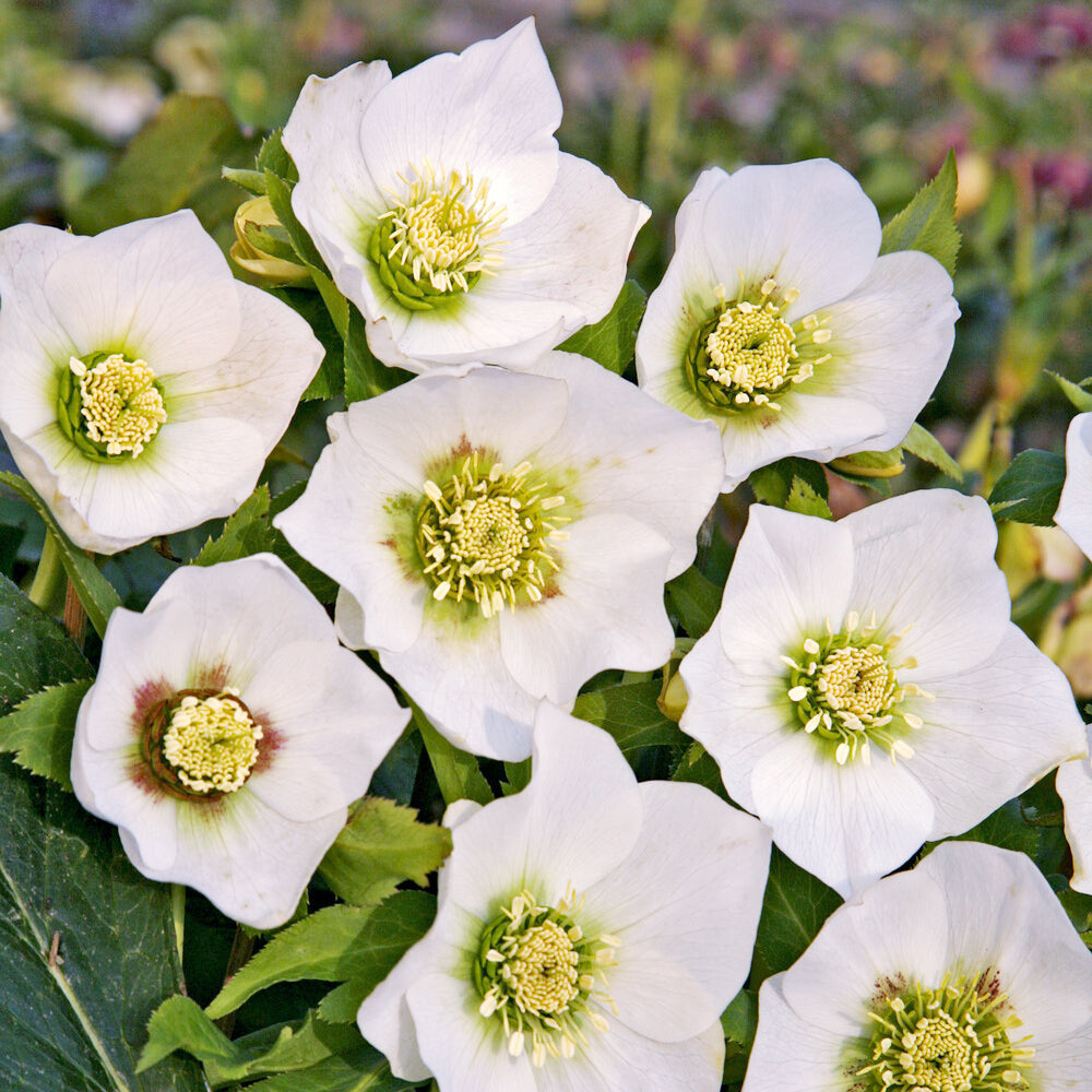 Orientalische Helleborus White Lady - Willemse