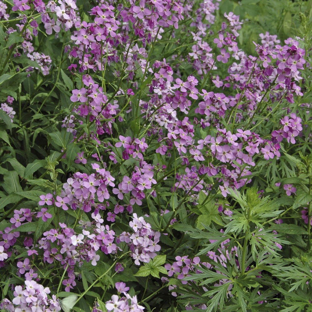 Verkauf Nachtviole - Hesperis matronalis