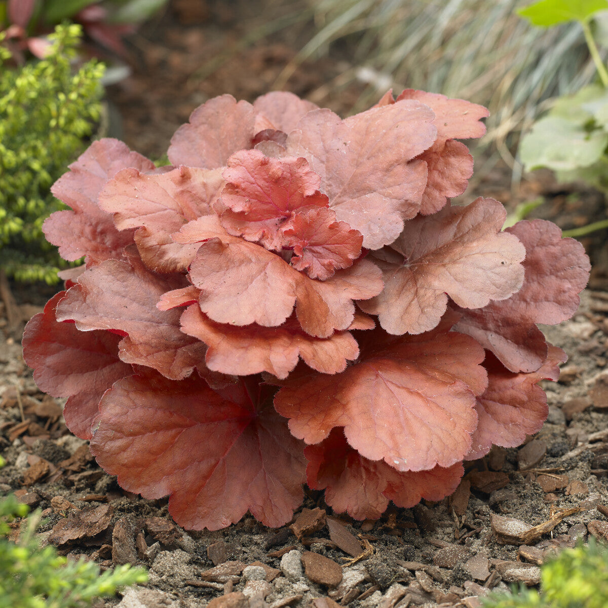 Fire Alarm Heuchera - Heuchera Fire Alarm - Willemse