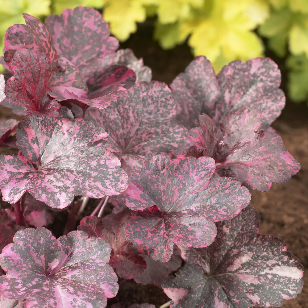 Heuchera Midnight Rose - Heuchera Midnight rosa - Heuchera - Purpurglöckchen