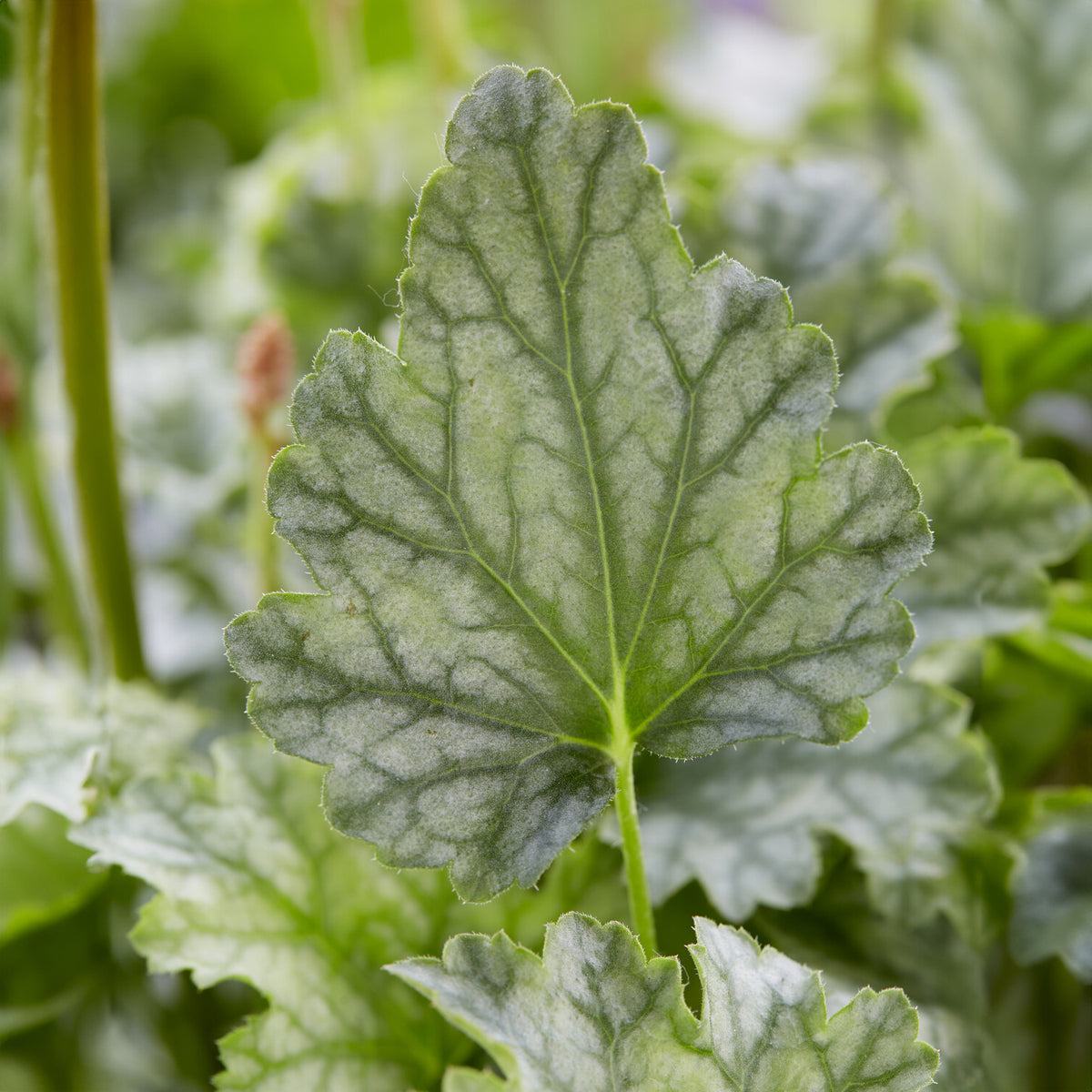 Heuchera - Purpurglöckchen - Heuchera Paris - Heuchera Paris