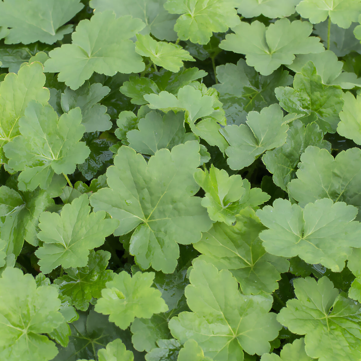 Purpurglöckchen Chantilly - Willemse