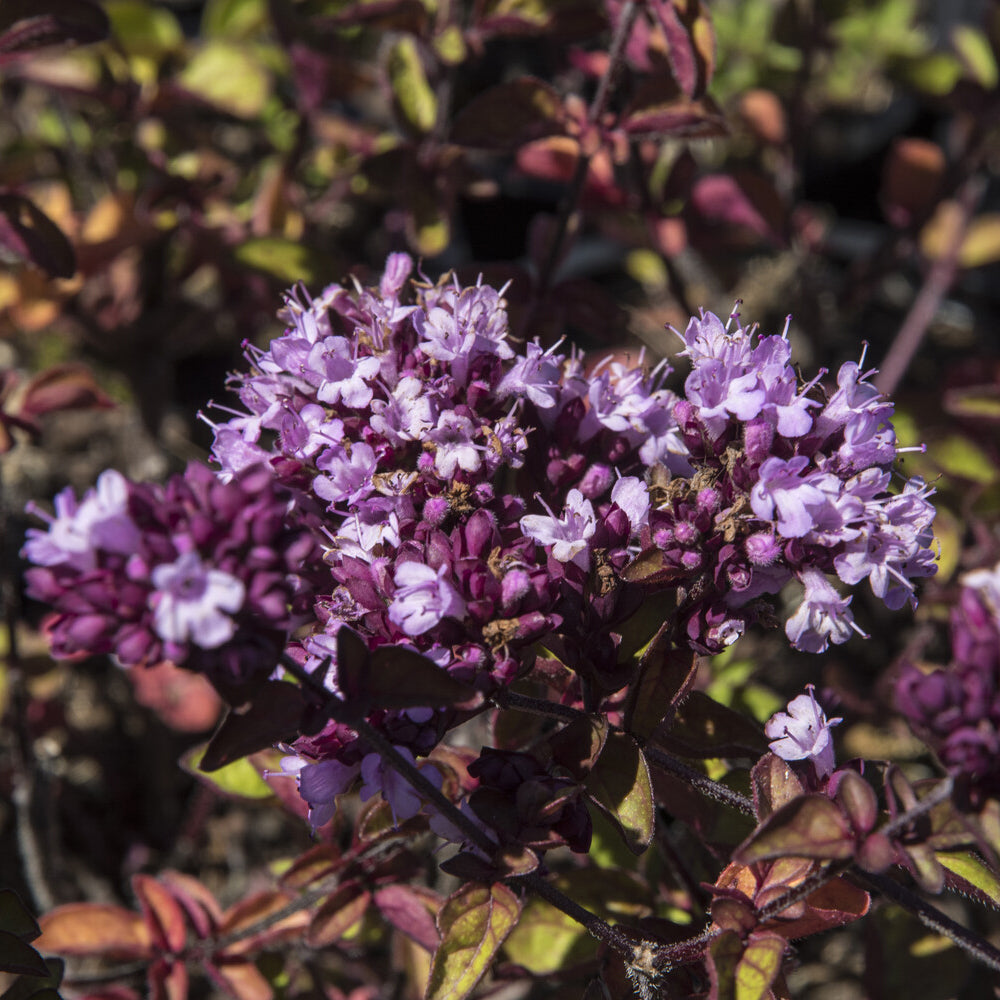 Origanum Rosenkuppel - Blüten-Dost 'Rosenkuppel' - Blühende Stauden