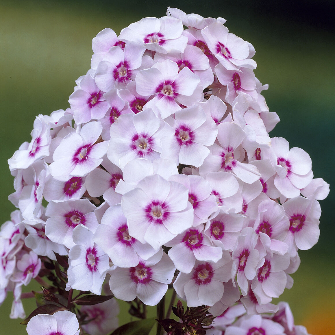 Hohe Flammenblume 'Europa' - Phlox paniculata Europa - Willemse