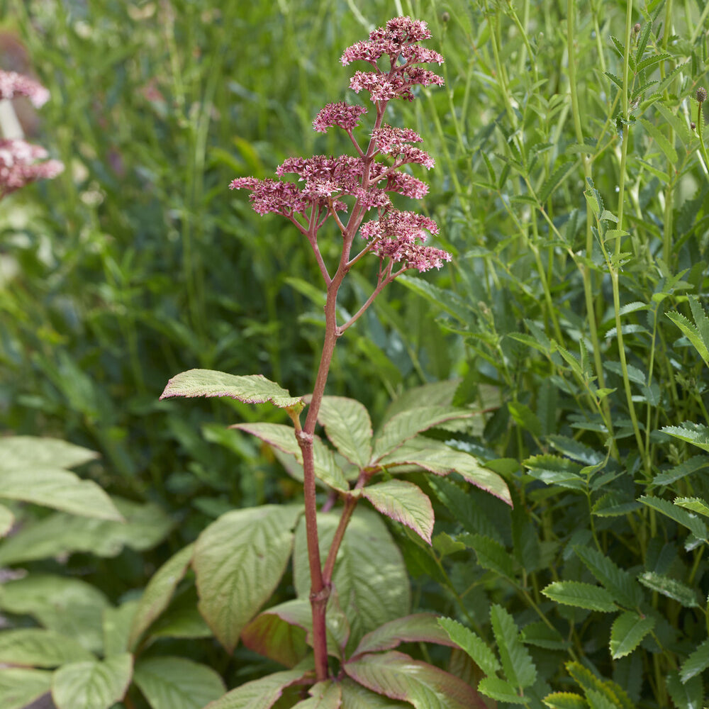 Rodgersia pinnata - Rodgersia pinnata - Stauden