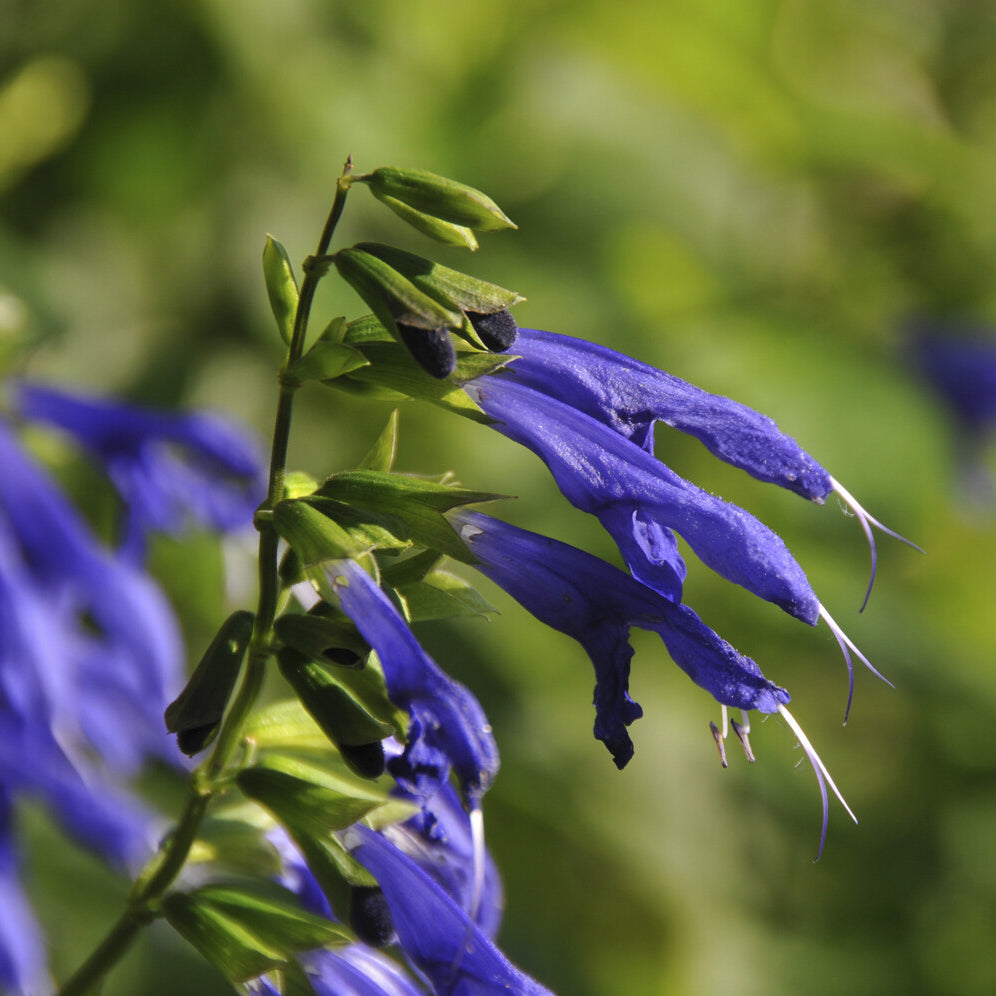 Salbei Blue Enigma - Salvia guaranitica Blue Enigma - Willemse