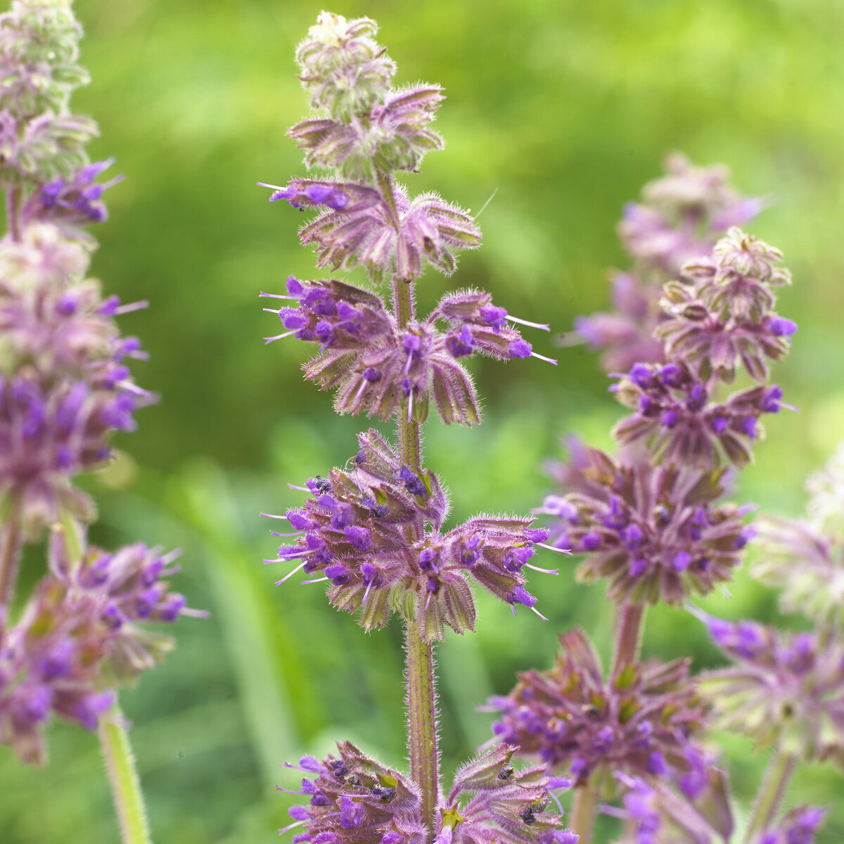 Salvia verticillata Purple Rain - Aufrechte Salbei Purple Rain - Salbei