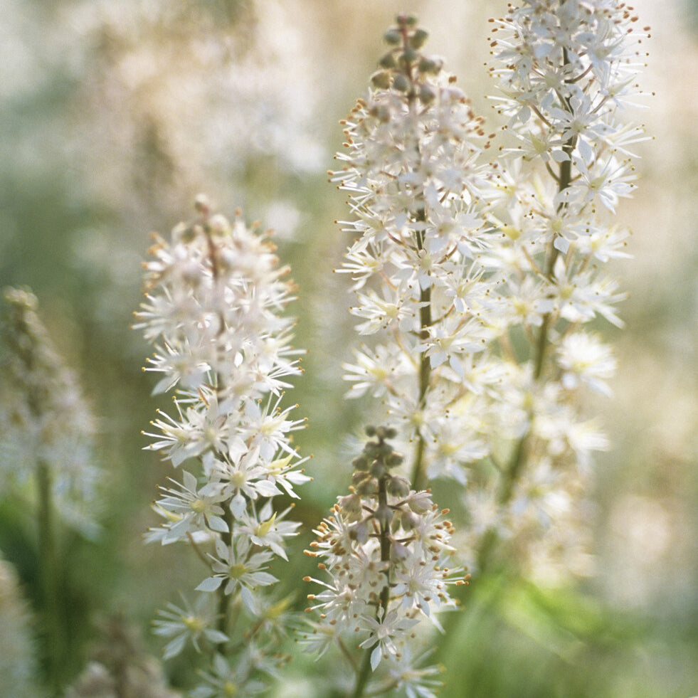 Tiarella cordifolia - Herzblättrige Schaumblüten - Stauden