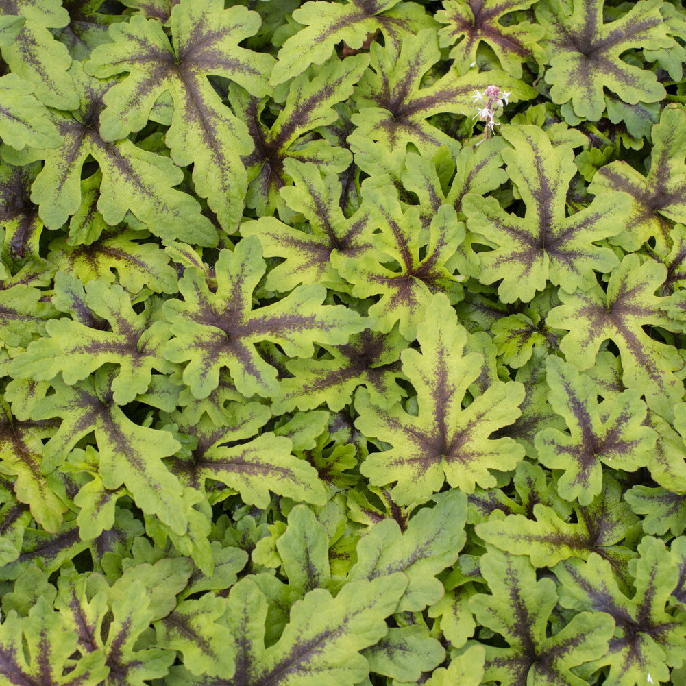 Tiarelle Iron Butterfly - Willemse