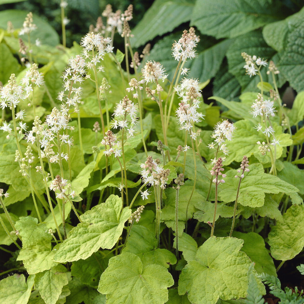 Verkauf Amerikanische Schaumblüte - Tiarella wherryi