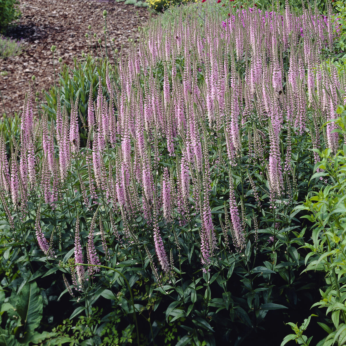 Langblättriger Ehrenpreis 'Pink Damask' - Willemse