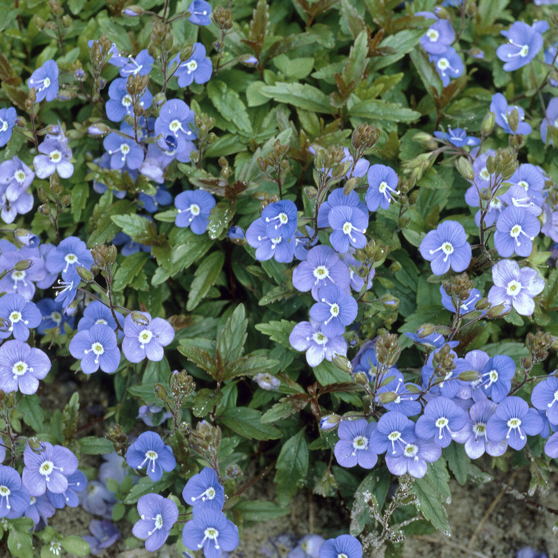 Veronica umbrosa Georgia Blue - Kriechende Veronika Georgia Blue - Veronica