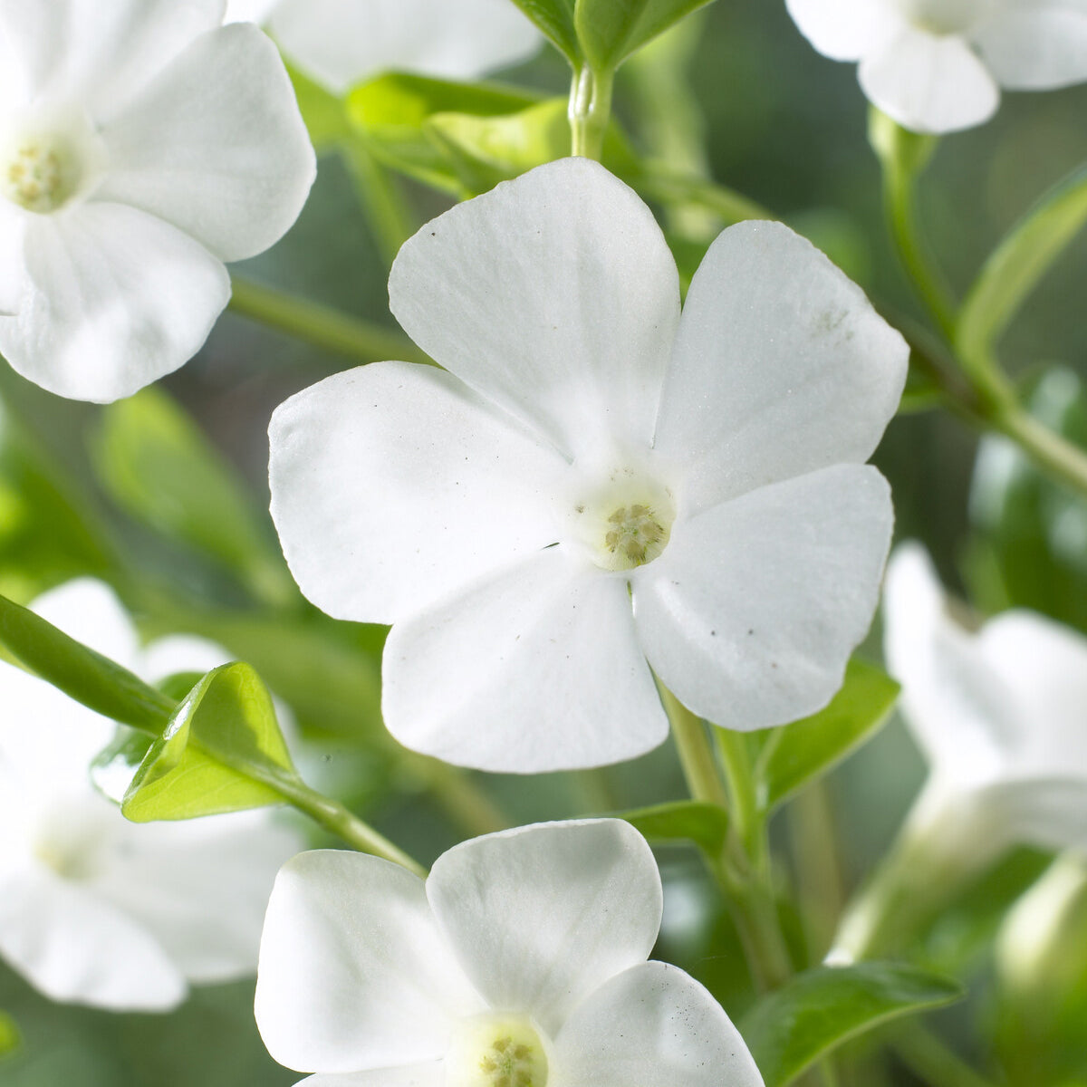 Immergrün - Kleines Immergrün 'Gertrude Jekyll' - Vinca minor Gertrude Jekyll