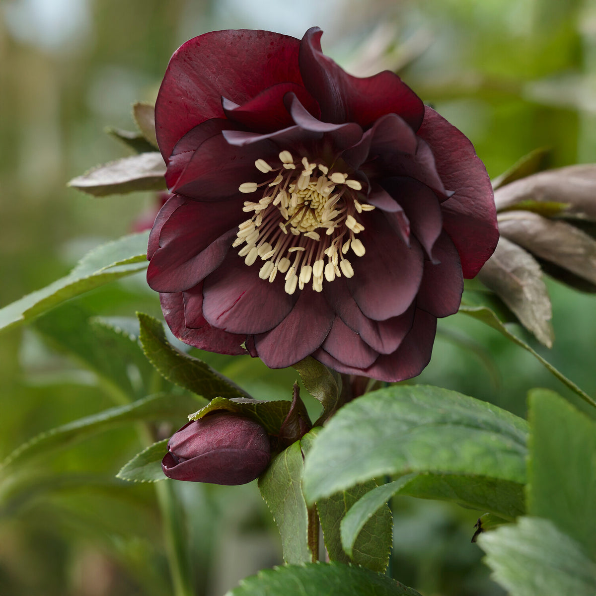 gefüllte violette Helleborus Ellen (x2) - Willemse