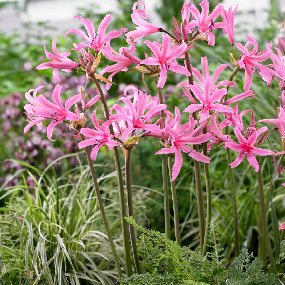 Amarine Belladiva Aphrodite (x4) - Willemse