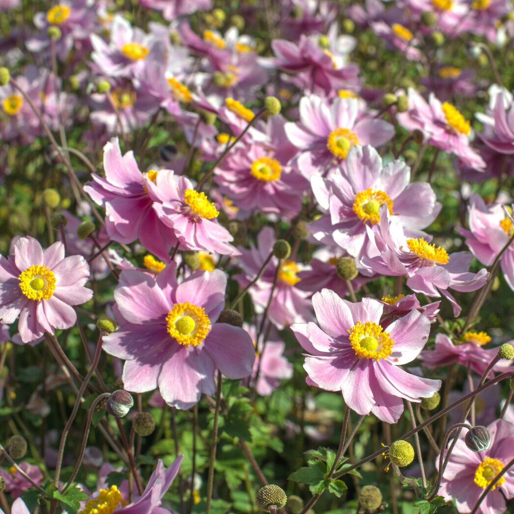 Herbst-Anemone Serenade - Willemse
