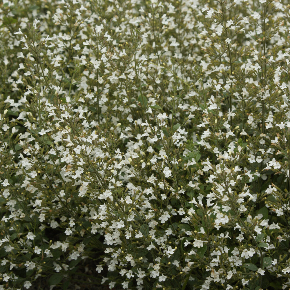 Calament nepeta White Cloud - Willemse