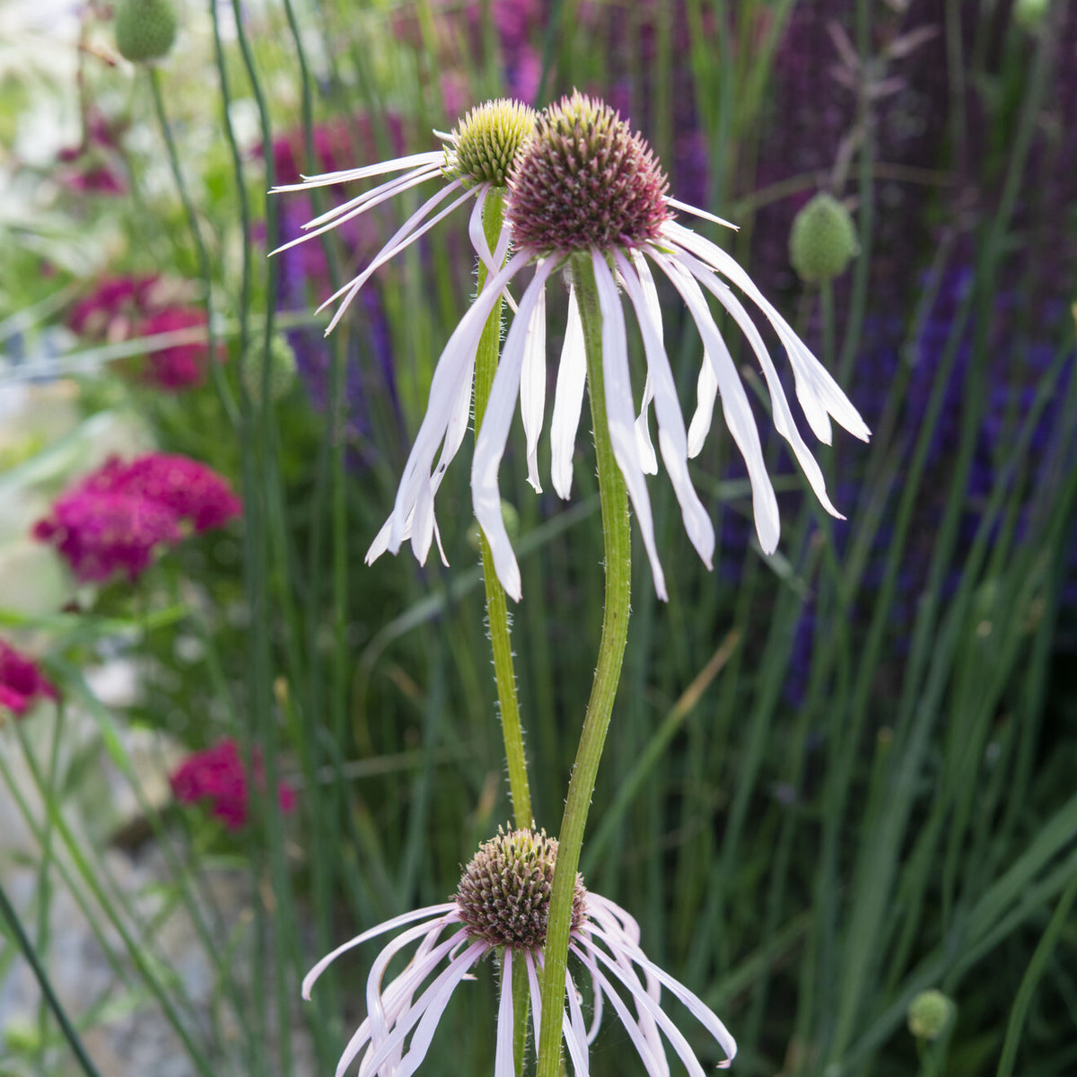Blühende Stauden - Blasser Sonnenhut Hula Dancer - Echinacea pallida Hula Dancer