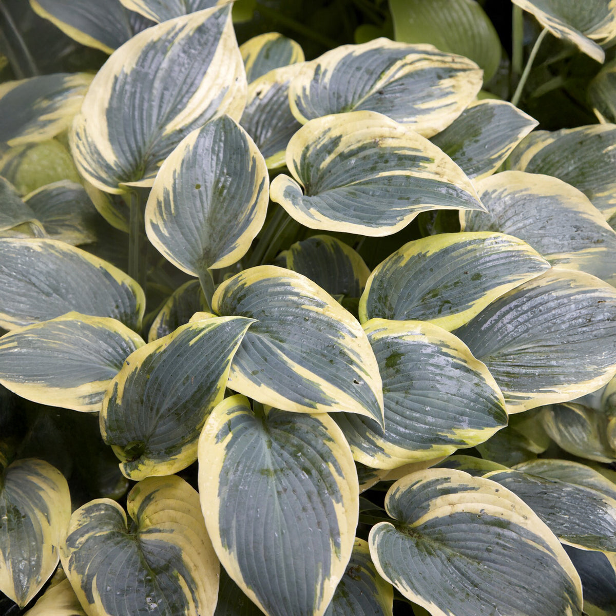 Hosta First Frost Funkia - Willemse