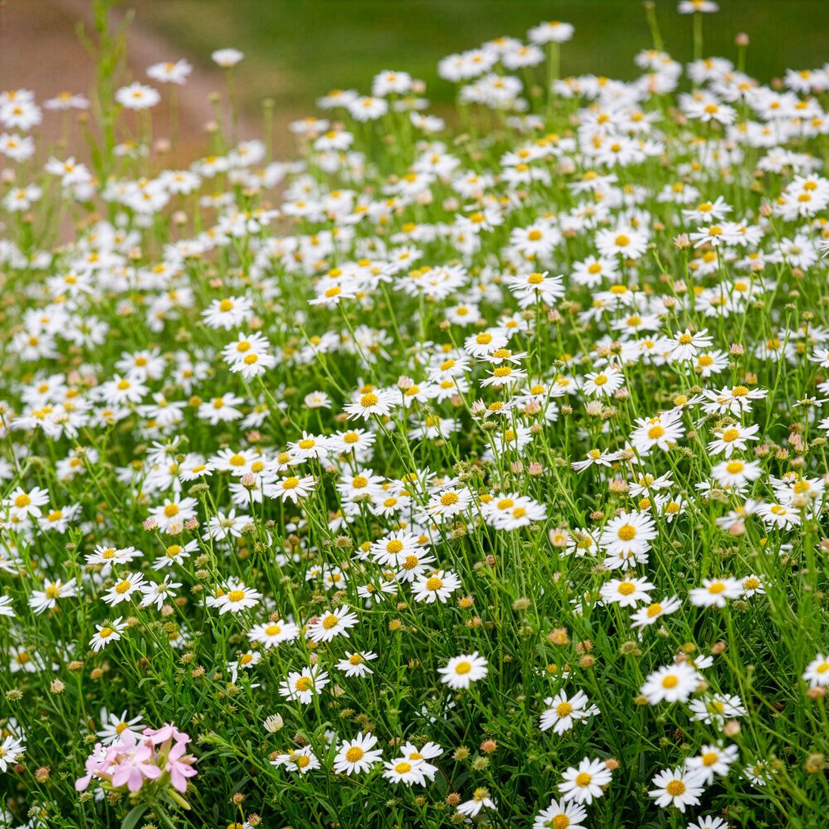 Schönaster Blue Star - Kalimeris incisa Blue Star - Willemse