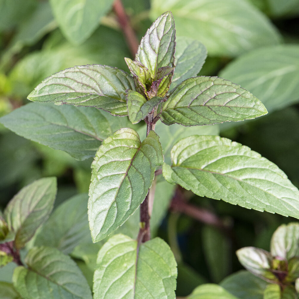 Schokoladen-Minze 'Chocolate' - Willemse