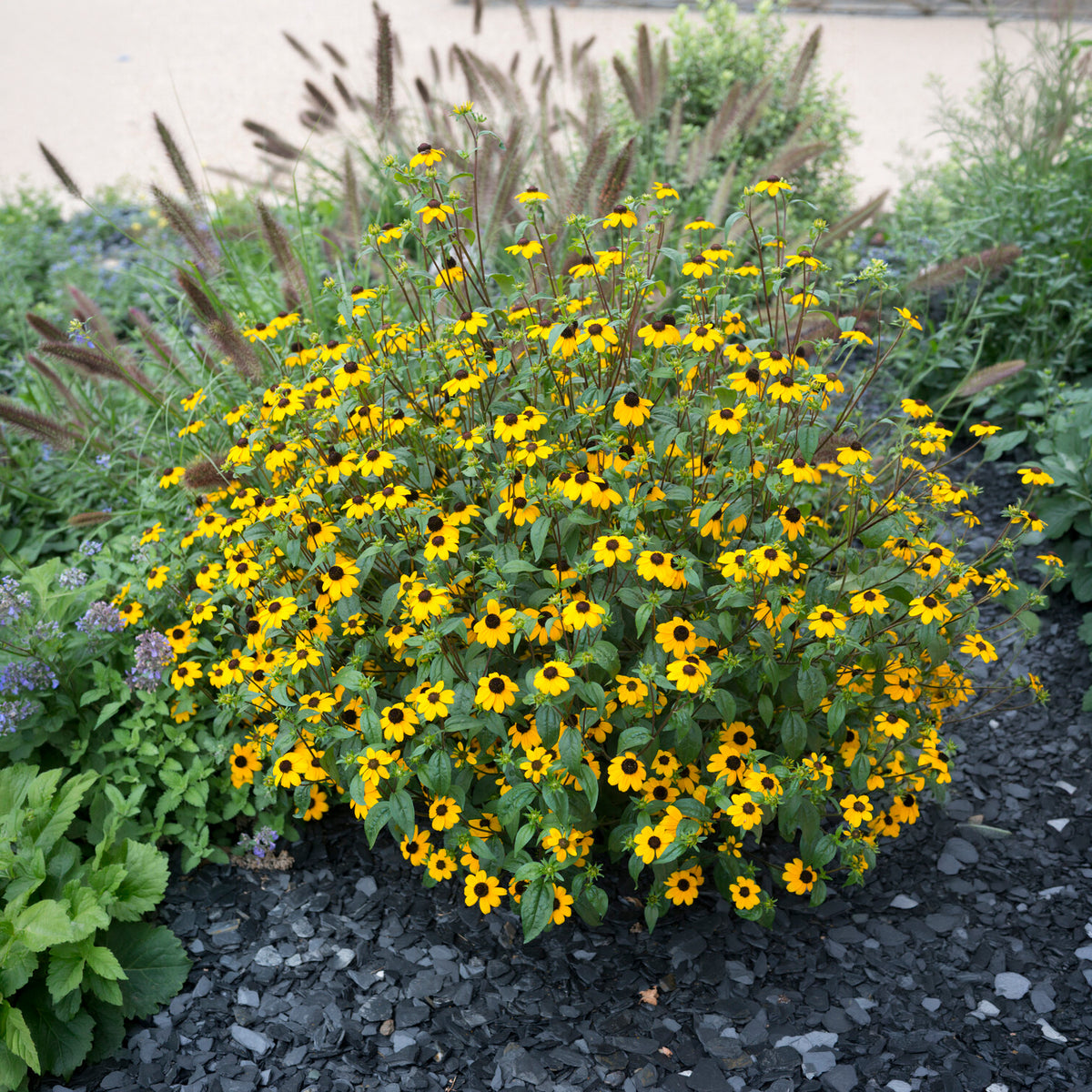 Dreilappiger Sonnenhut - Rudbeckia triloba - Willemse