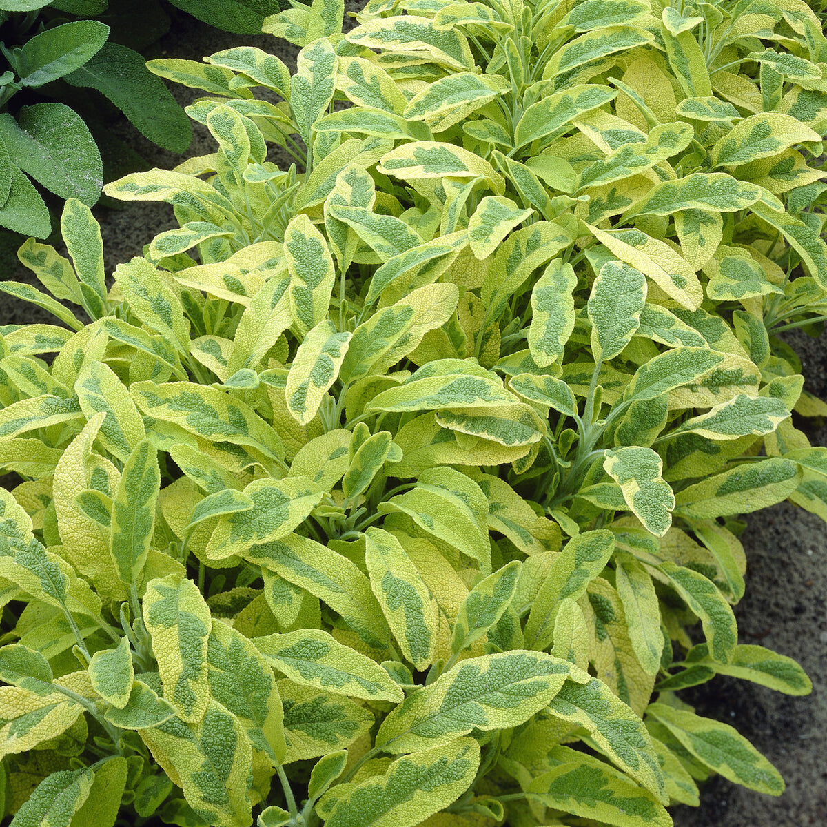 Gartensalbei ‘Aurea’ - Willemse