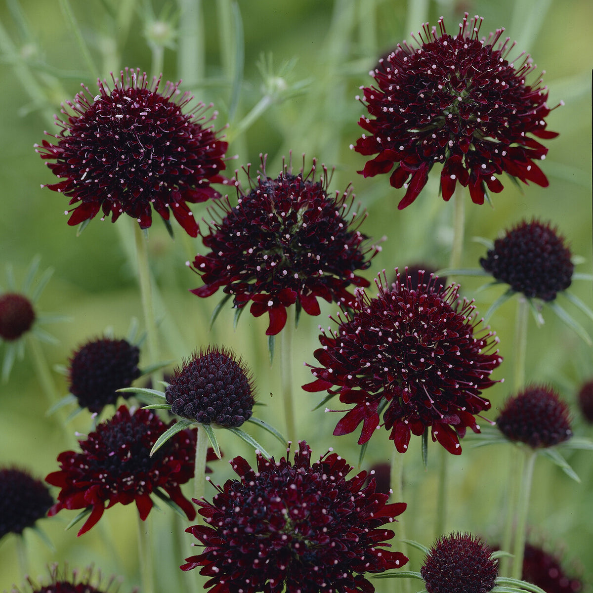 Purpurne Skabiose Skabiose Chile Black - Scabiosa atropurpurea Chile Black - Willemse