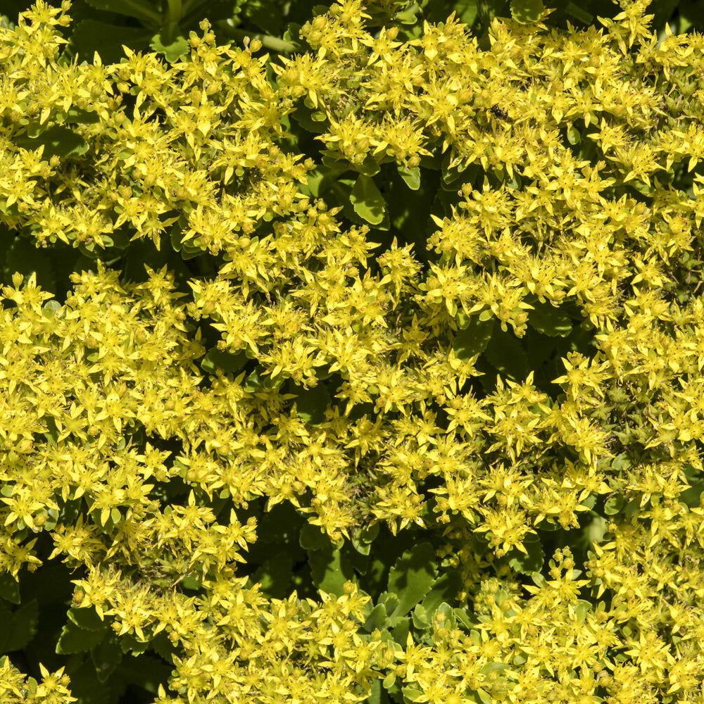 Stauden - Kamtschatka-Fettblatt - Sedum kamtschaticum