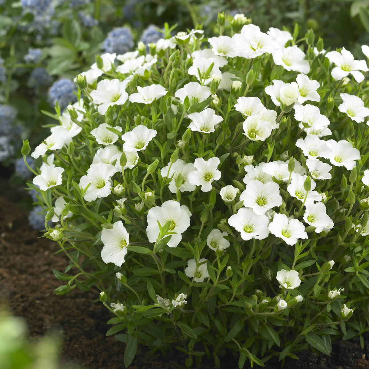 Berg-Sandkraut - Willemse