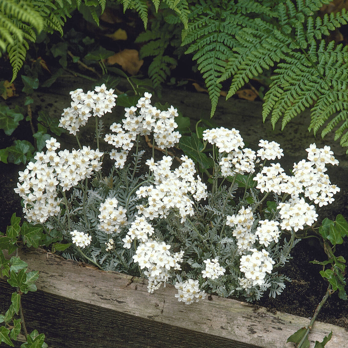 Dolden-Schafgarbe - Achillea umbellata - Willemse