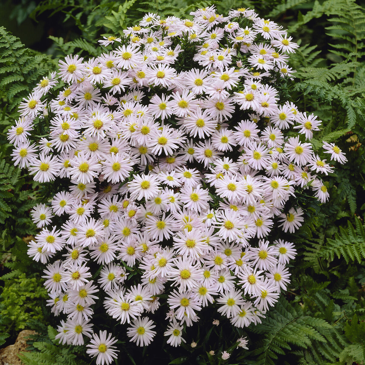 Kissen-Aster Snow Sprite - Willemse