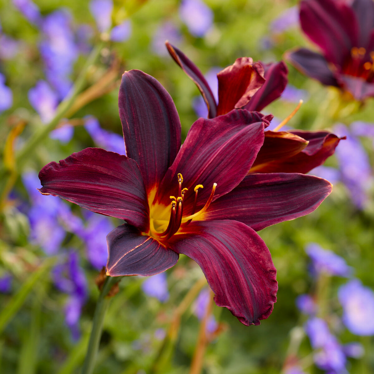 Hemerocallis American Revolution - Willemse