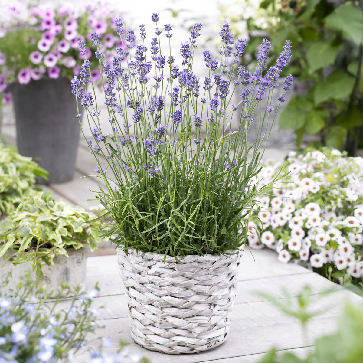 Echter Lavendel Munstead - Willemse