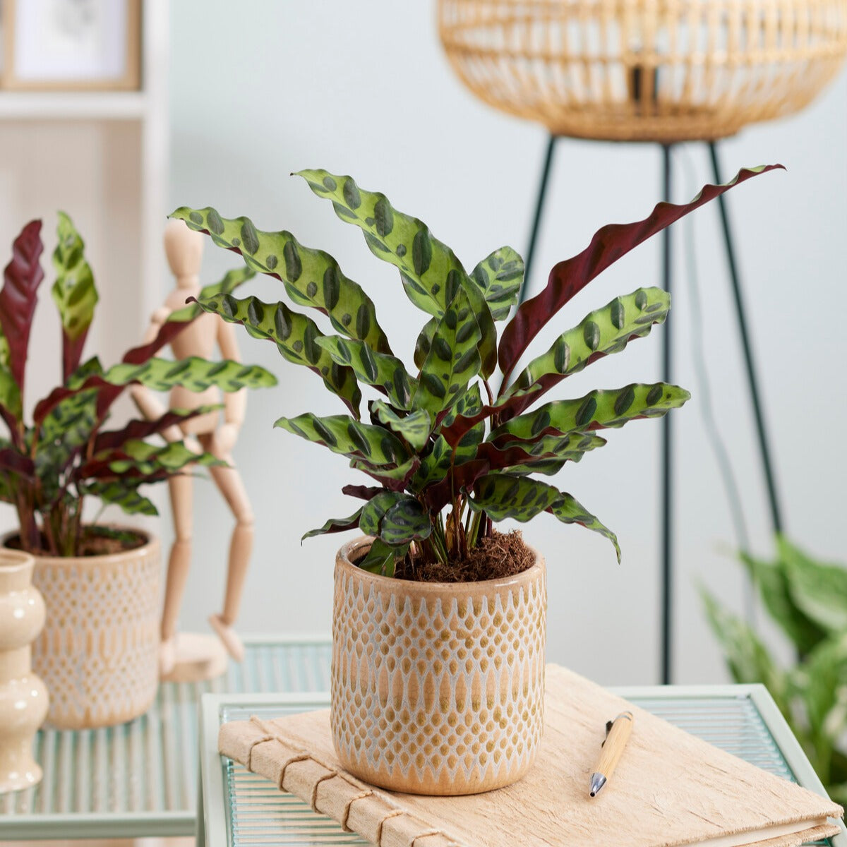 Calathea Insignis - Willemse