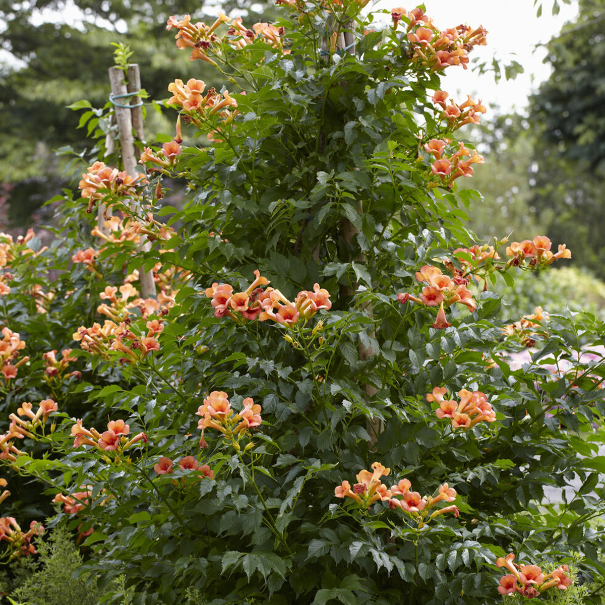 Klettertrompete Indian summer® - Willemse