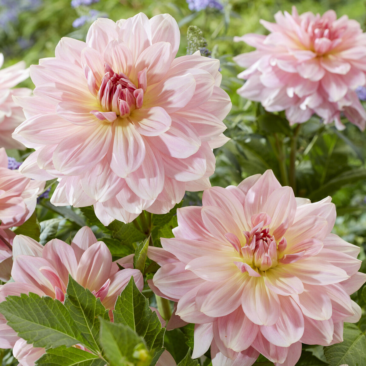 Riesen-Dahlie Fairway Pilot - Willemse