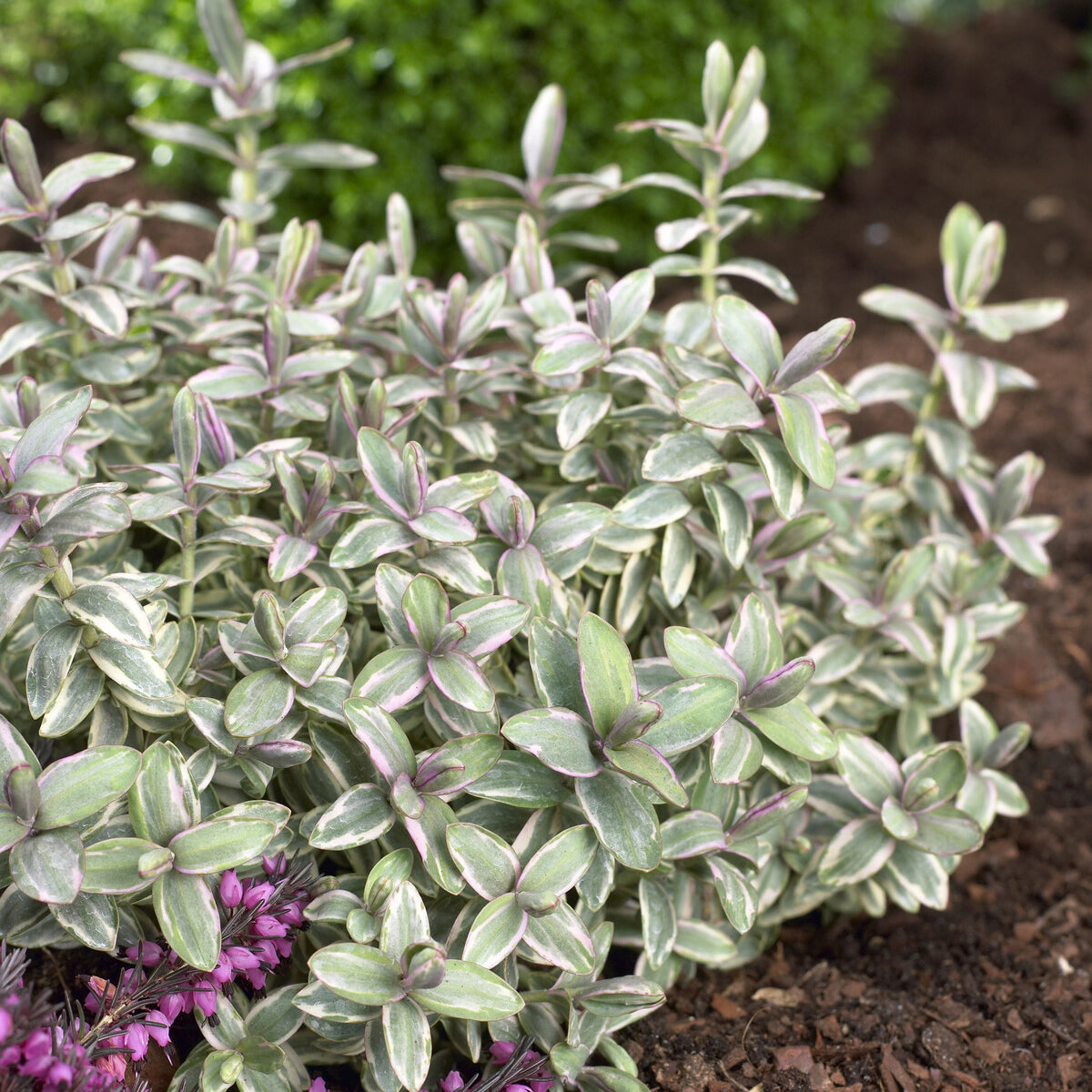 Strauch-Ehrenpreis Silver Dollar - Hebe Silver Dollar - Willemse