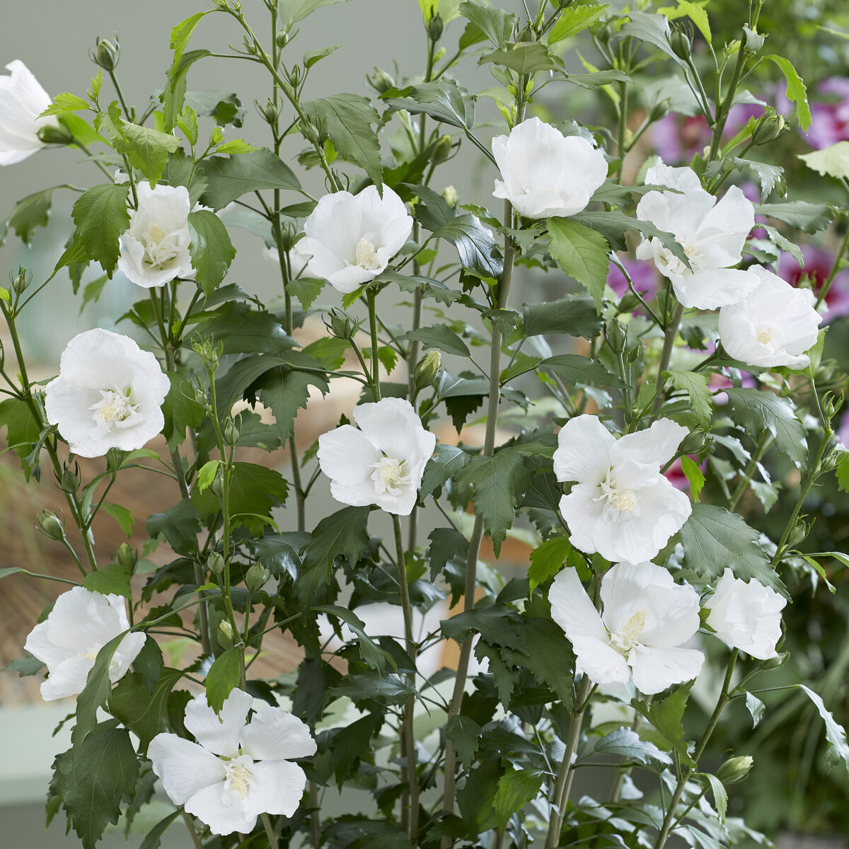 Hibiskus Flower Tower White® winterhart für Garten