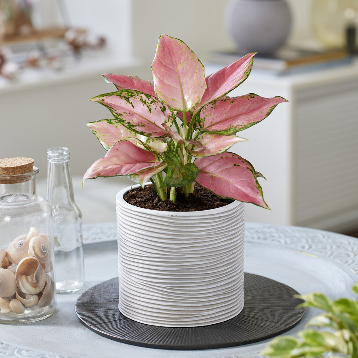 Aglaonema Pink star - Willemse